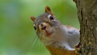 Squirrel Removal Companies